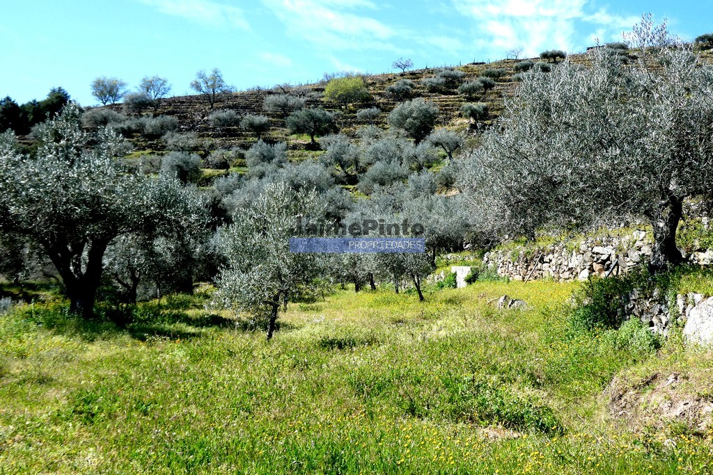 Terreno agricola