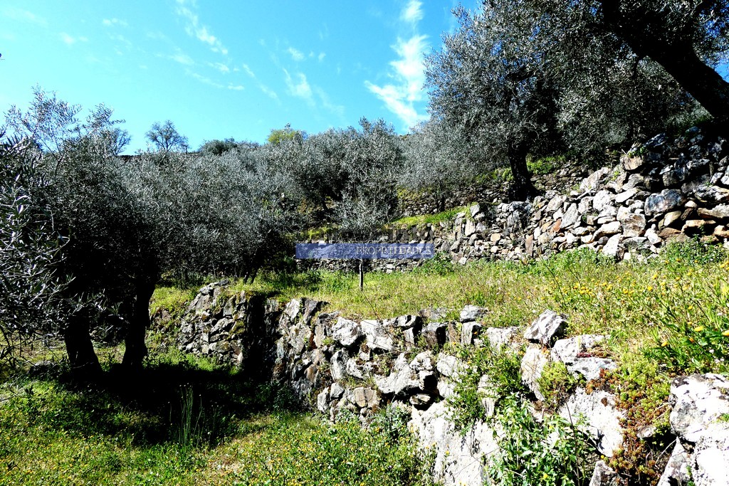 Terreno agricola