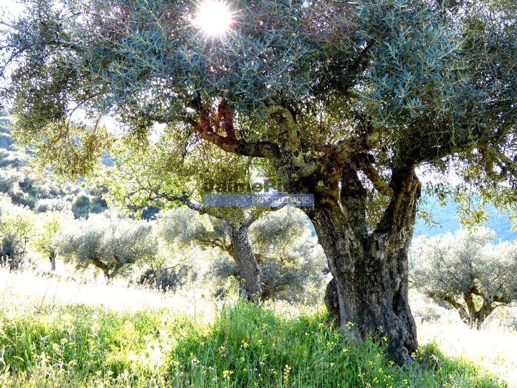 Terreno agricola