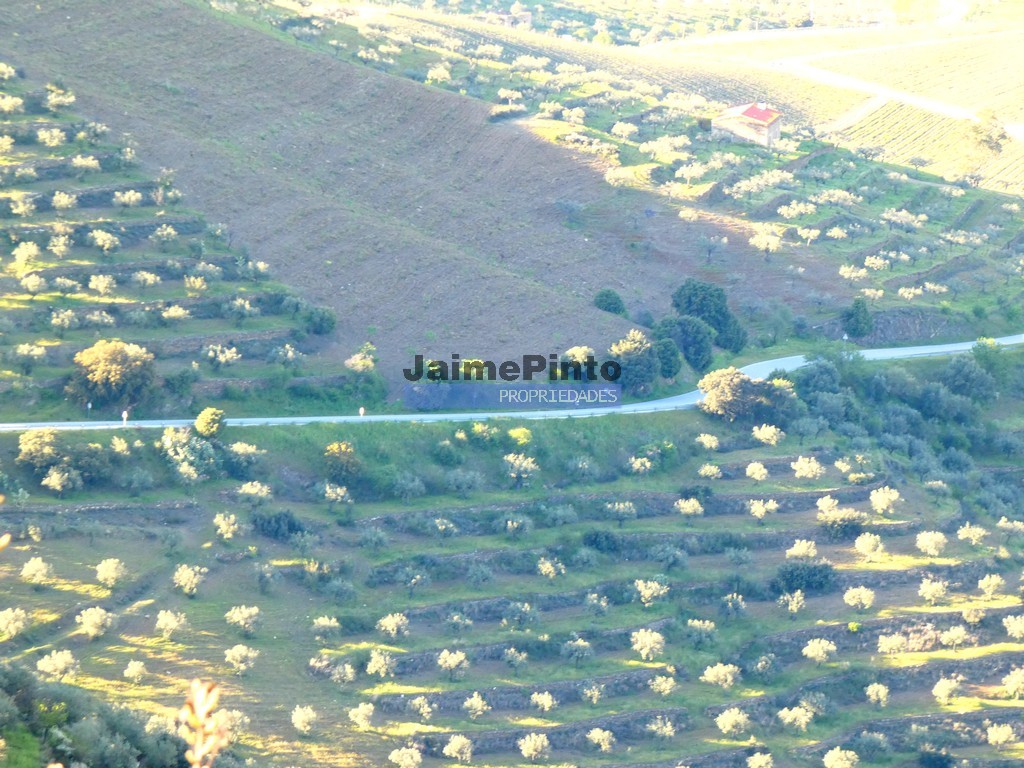 Terreno agricola