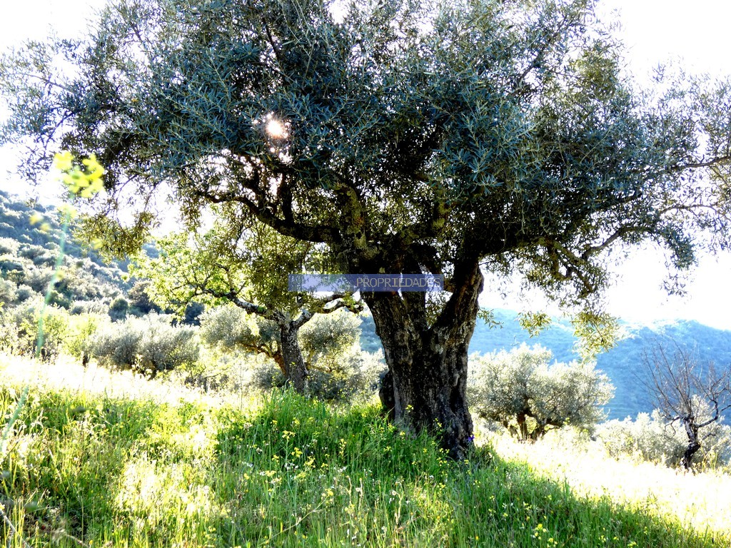Terreno agricola