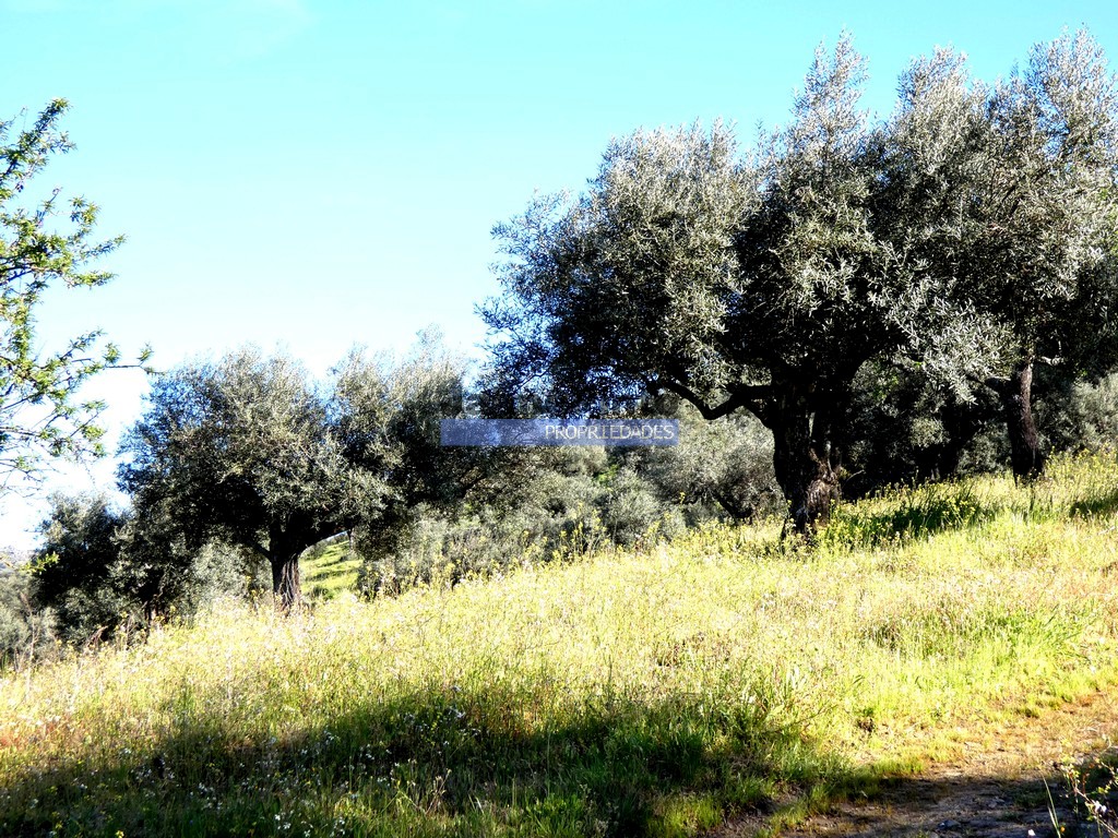 Terreno agricola