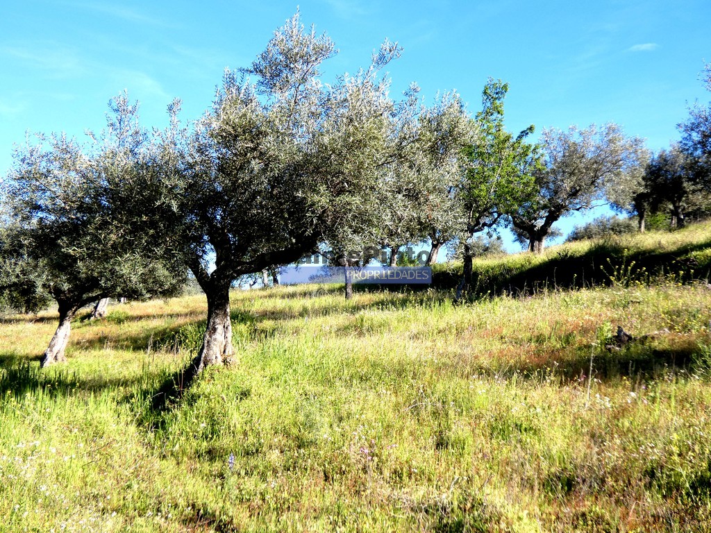 Terreno agricola