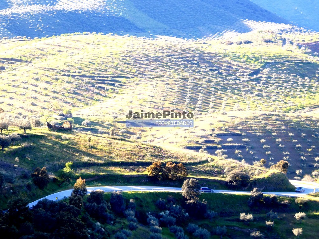 Terreno agricola