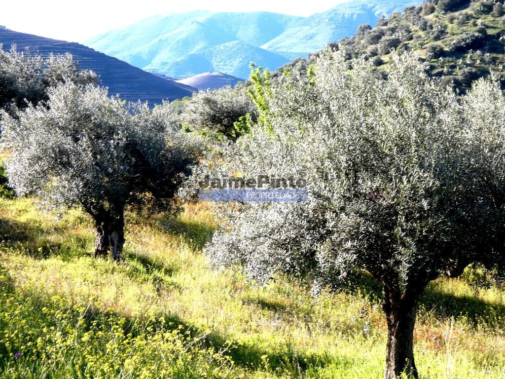 Terreno agricola