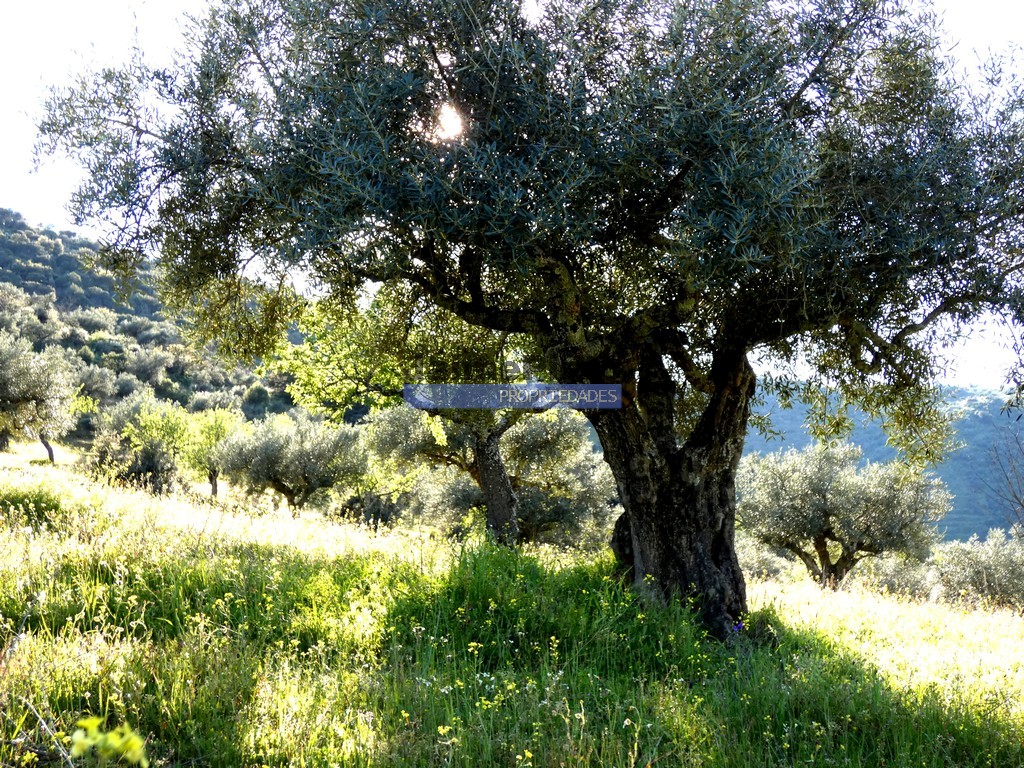 Terreno agricola