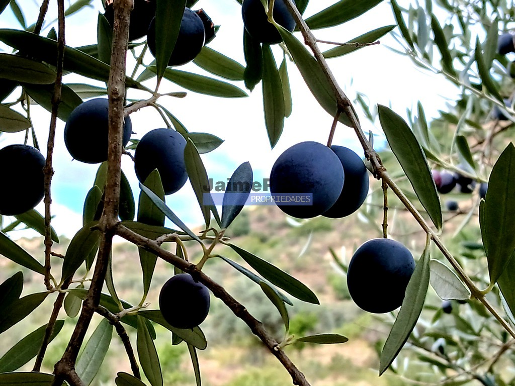 Terreno agricola
