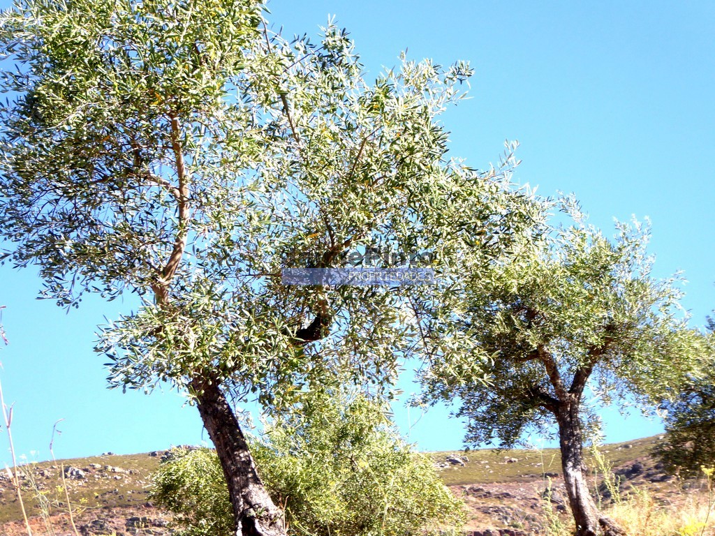 Terreno agricola