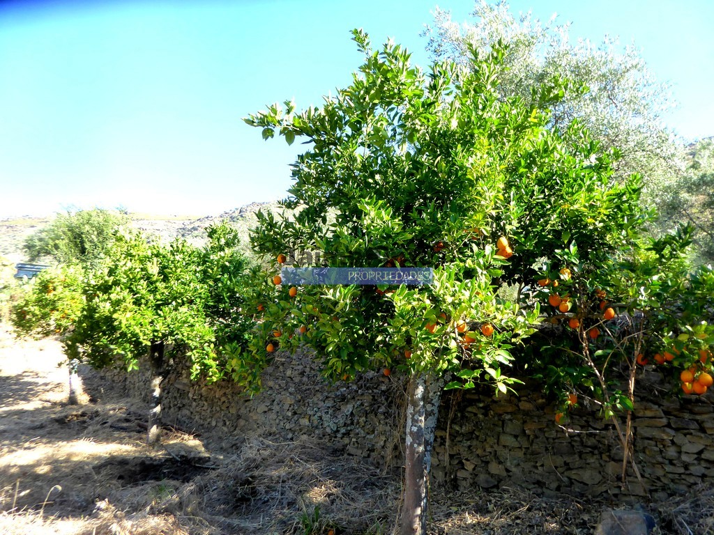 Terreno agricola