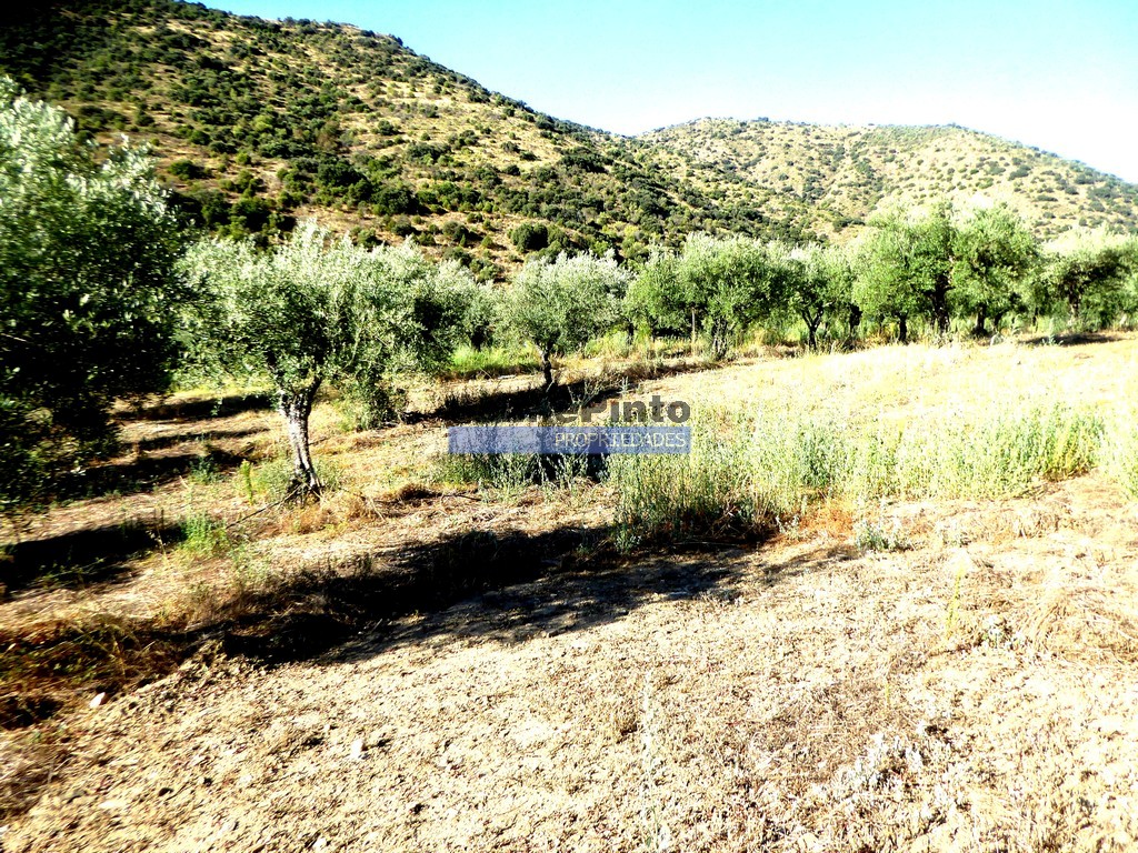 Terreno agricola