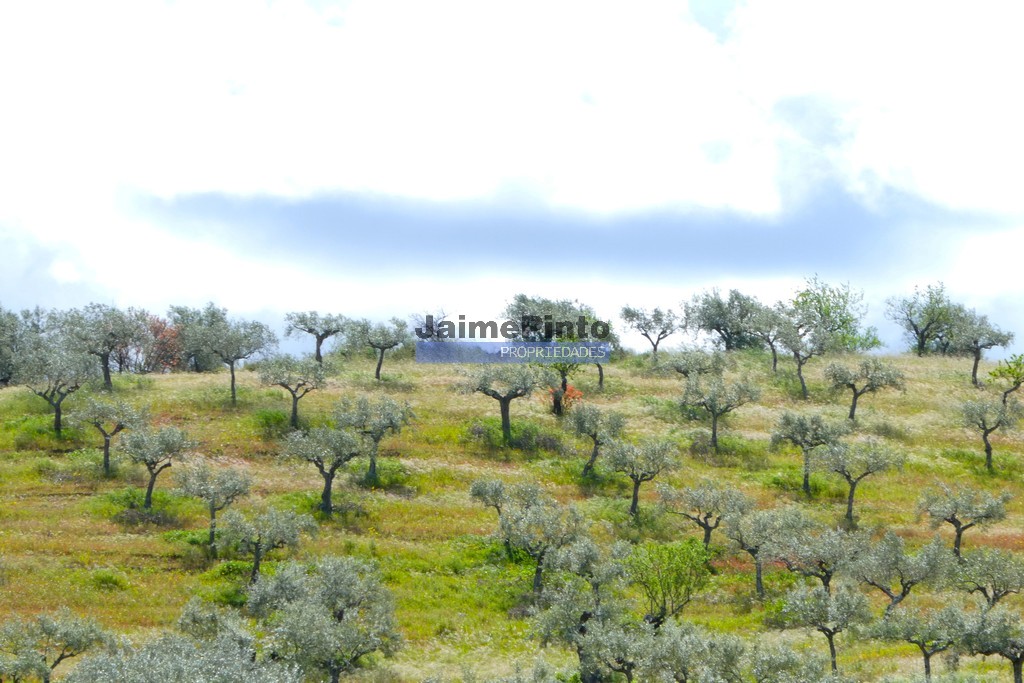 Terreno agricola