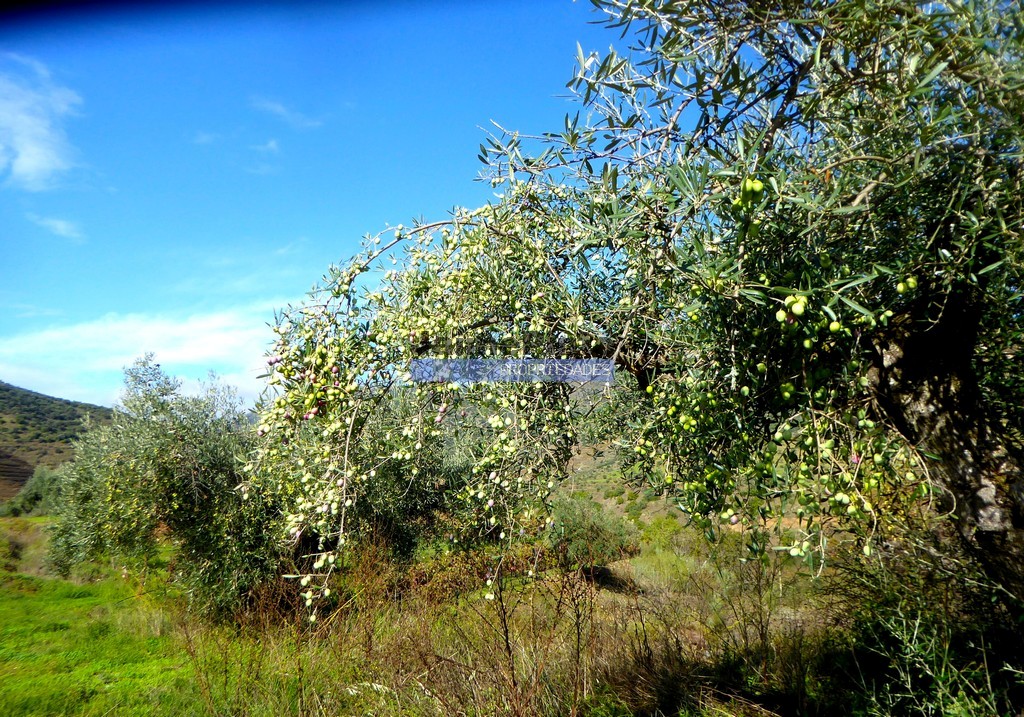Terreno agricola