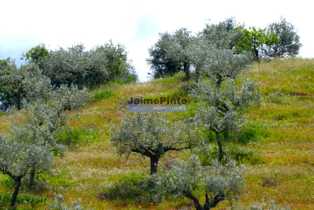 Terreno agricola