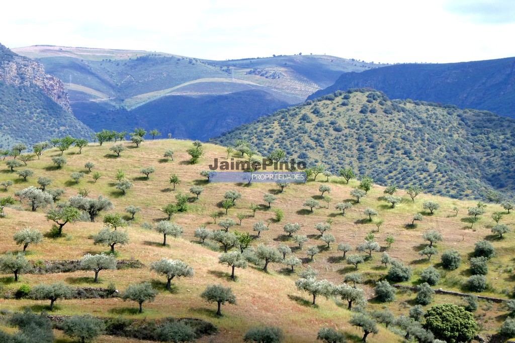Terreno agricola