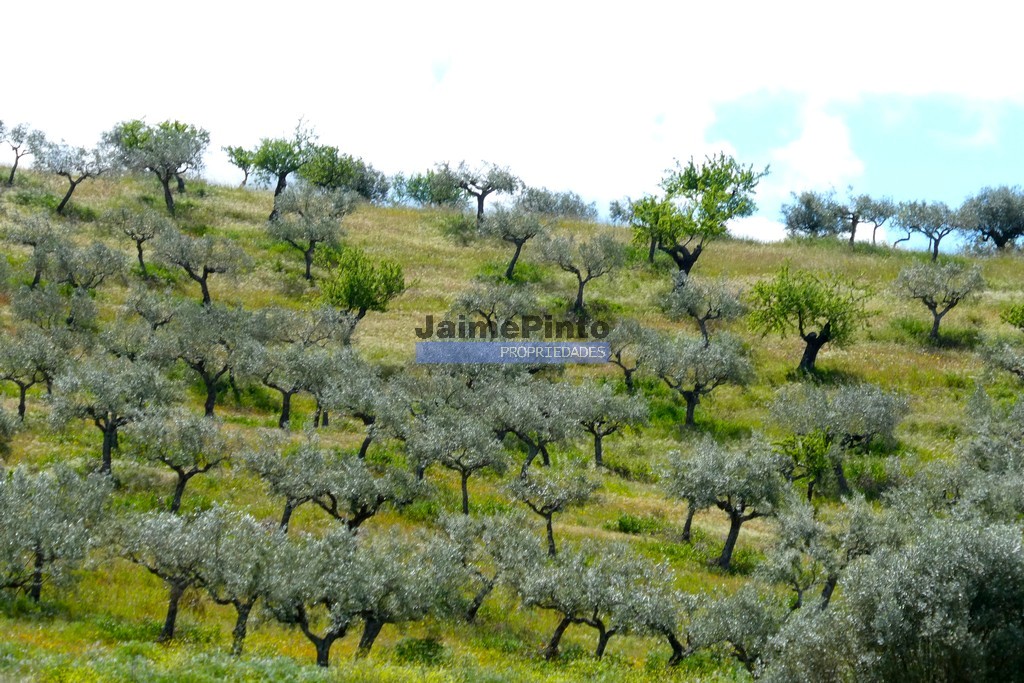 Terreno agricola