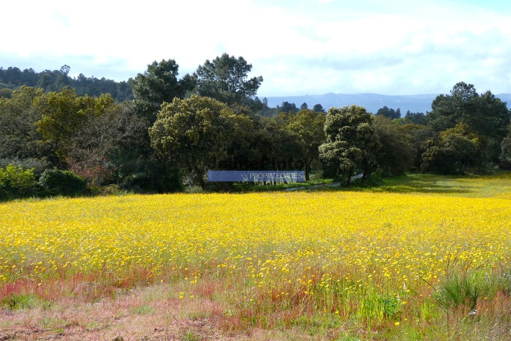 Quinta - T3 - CELORICO DA BEIRA