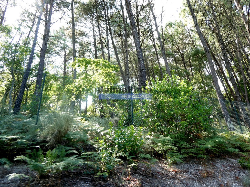 Quinta