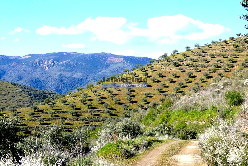 Terreno agricola - ST - FIGUEIRA DE CASTELO RODRIGO