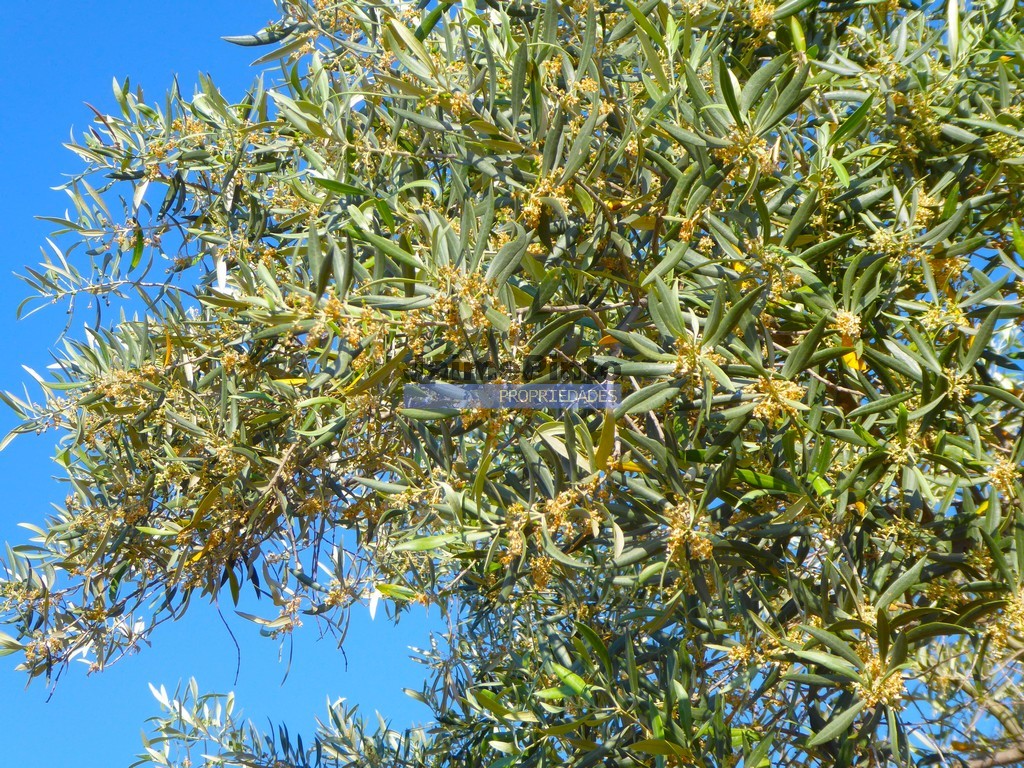 Terreno agricola