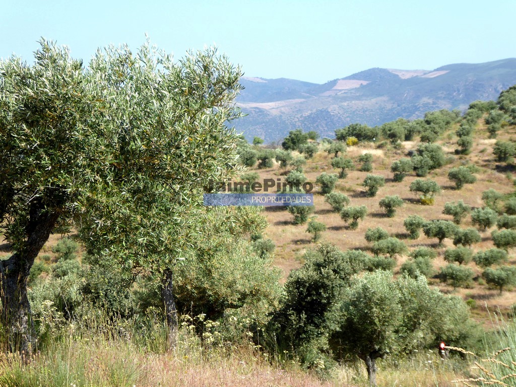 Terreno agricola