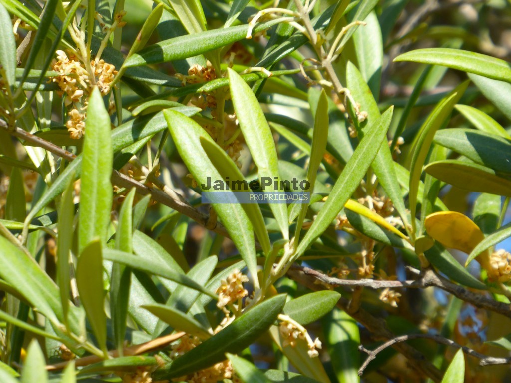 Terreno agricola