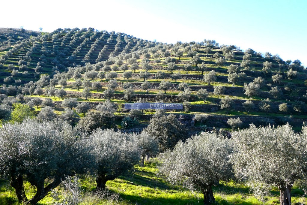 Terreno agricola
