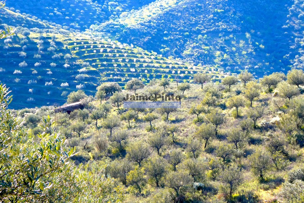 Terreno agricola