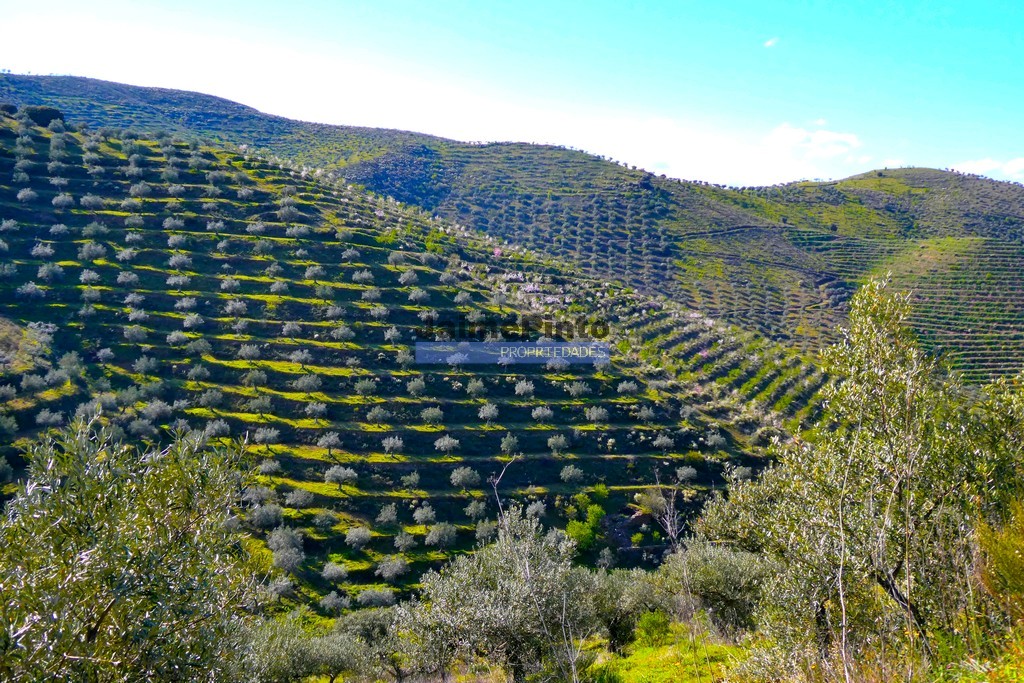 Terreno agricola