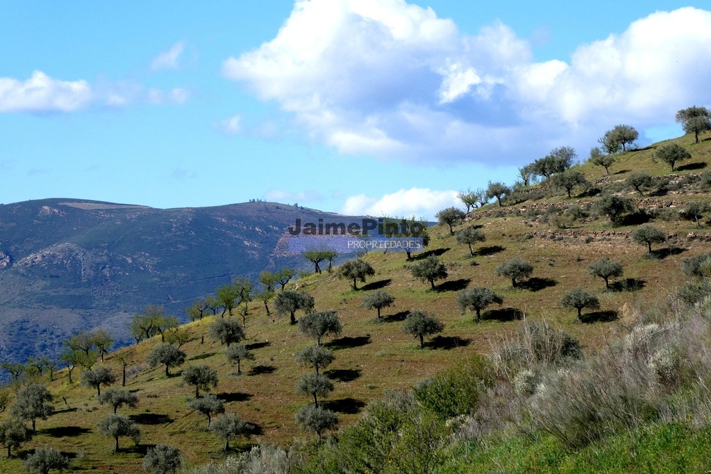 Terreno agricola