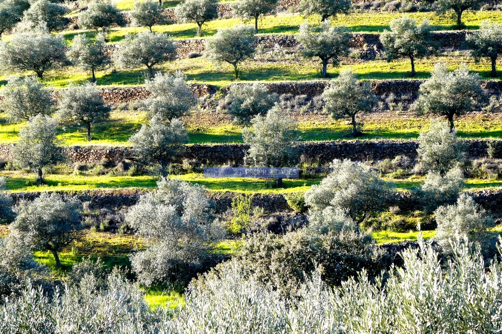 Terreno agricola