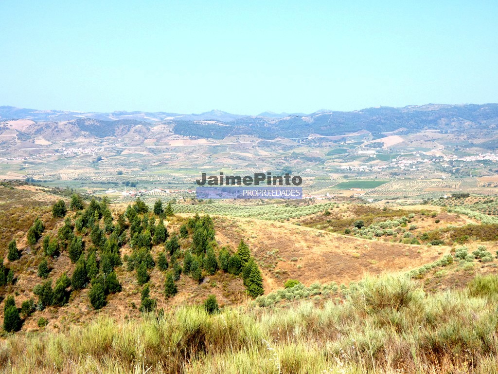Terreno agricola
