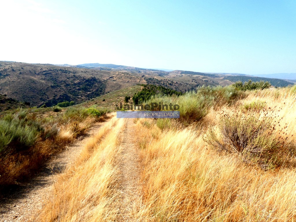 Terreno agricola
