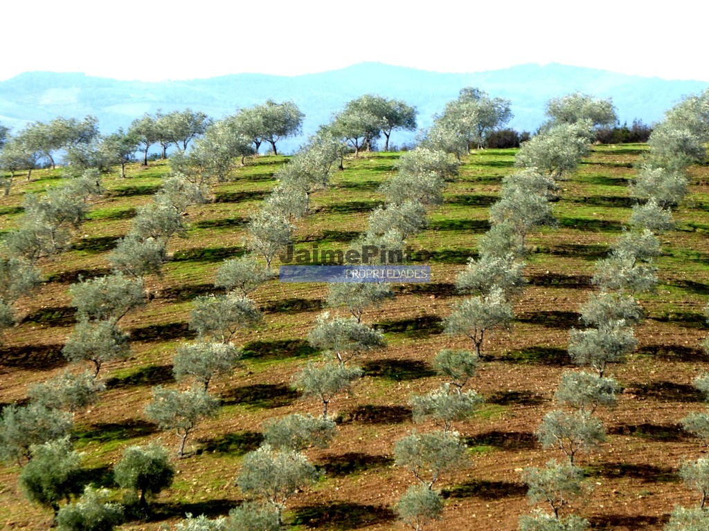 Terreno agricola