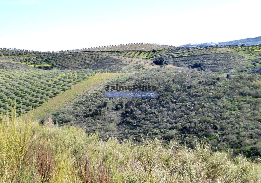 Terreno agricola