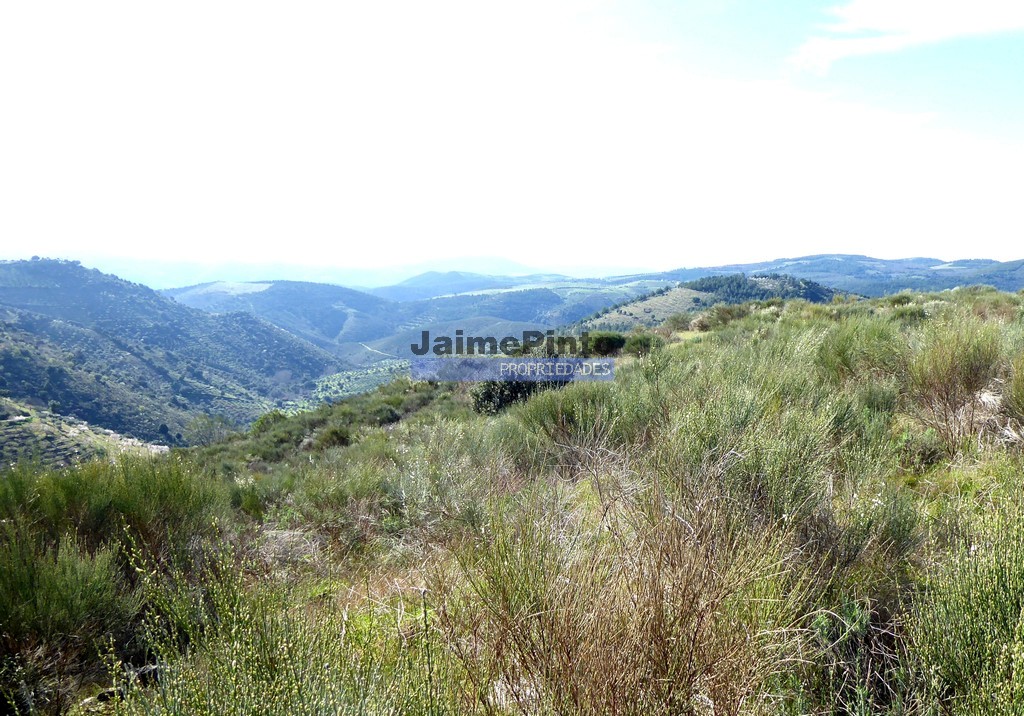 Terreno agricola
