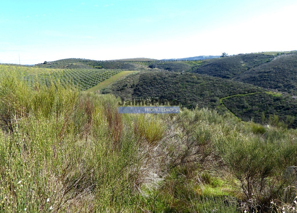 Terreno agricola