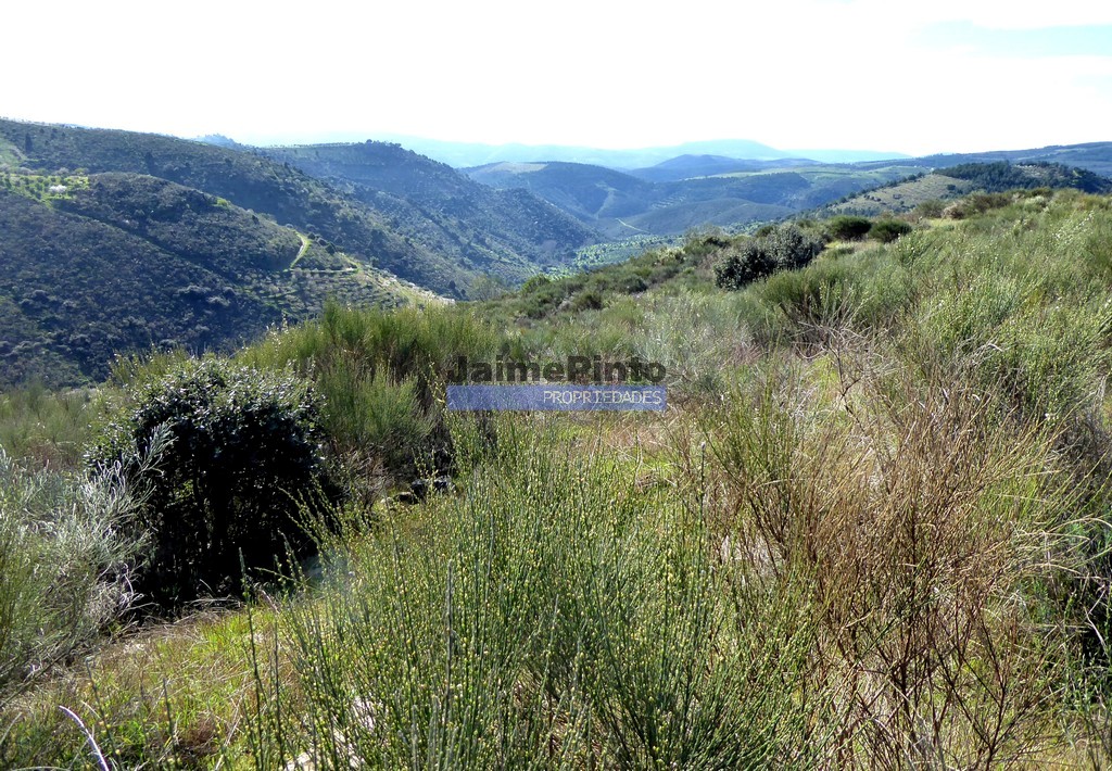 Terreno agricola