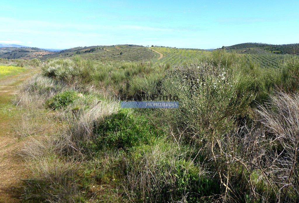 Terreno agricola