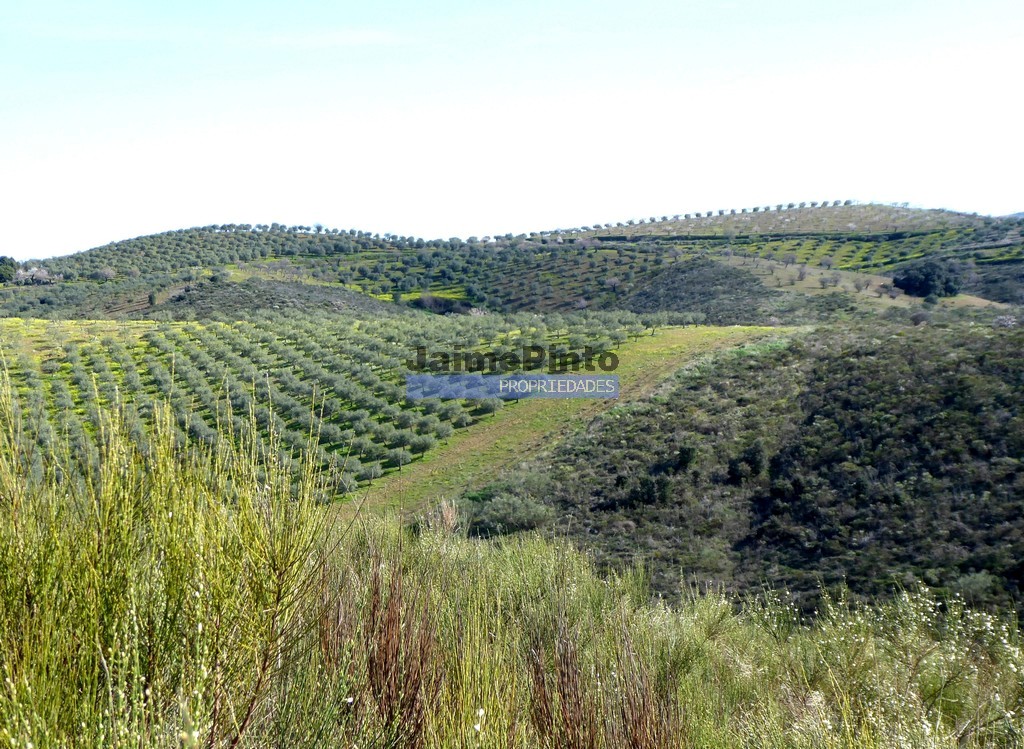 Terreno agricola