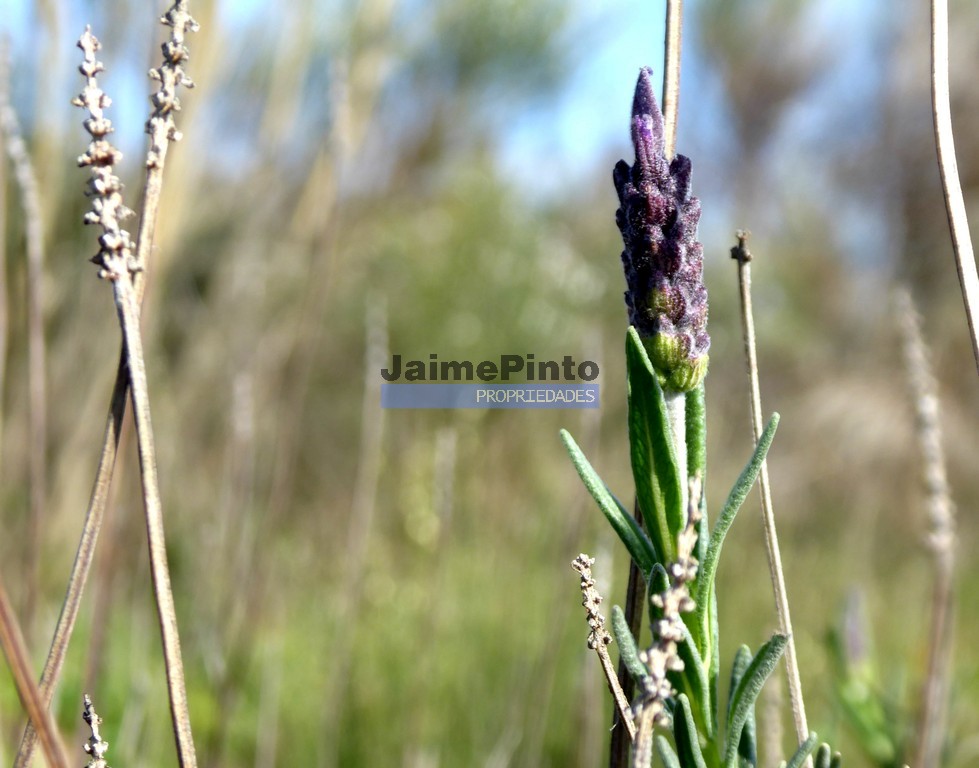 Terreno agricola