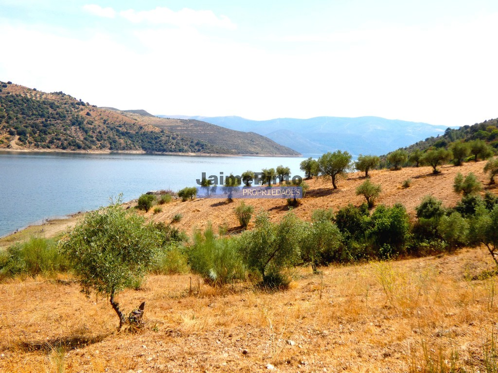 Terreno agricola - ST - ALFANDEGA DA FE
