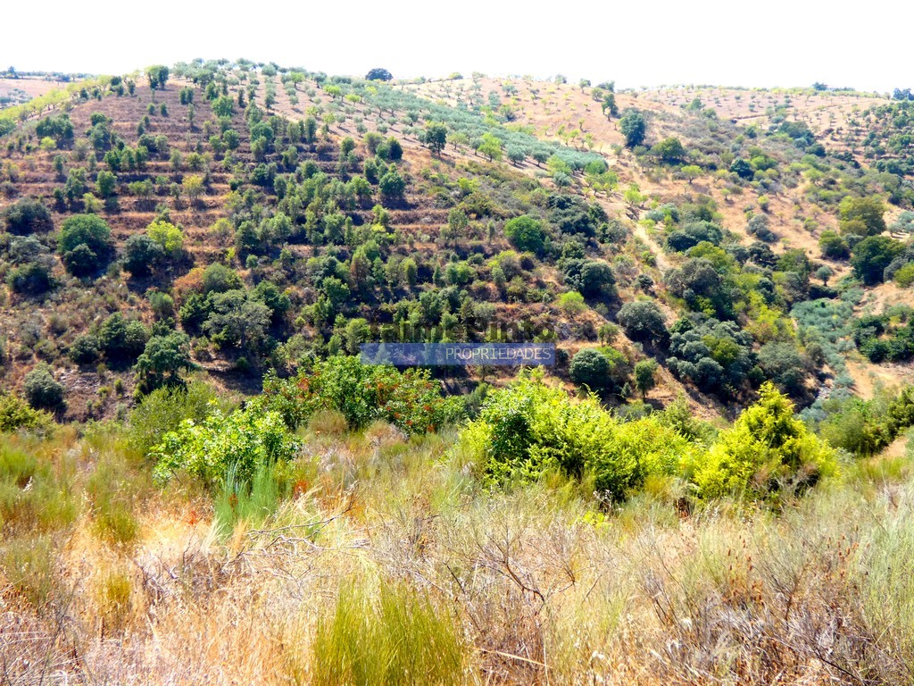 Terreno agricola