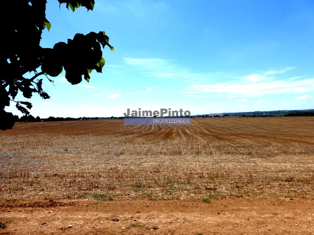 Terreno agricola
