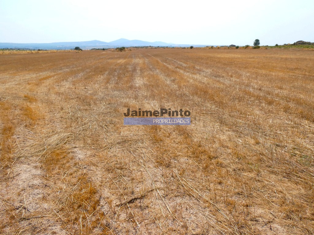 Terreno agricola