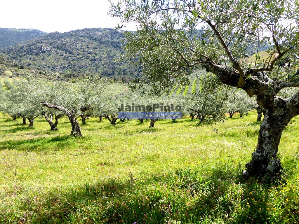 Quinta - ST - VILA NOVA DE FOZ COA