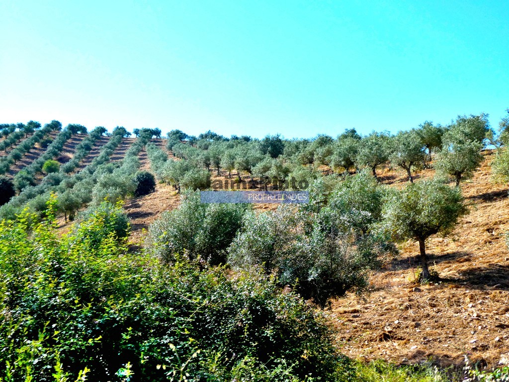 Terreno agricola