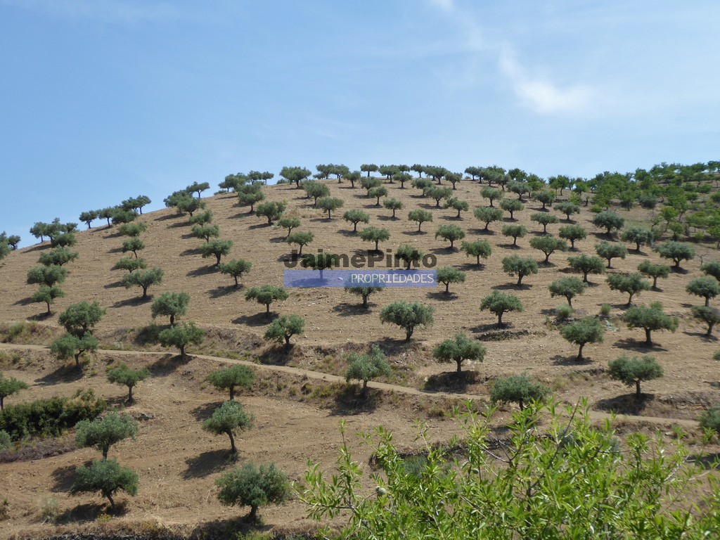 Terreno agricola