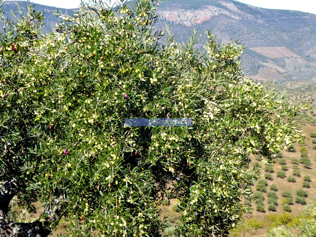 Terreno agricola