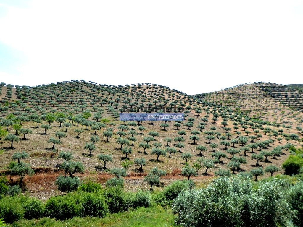 Terreno agricola