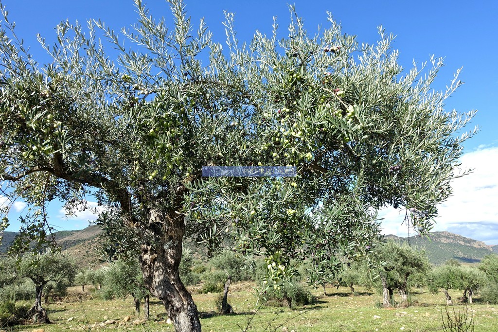 Terreno agricola